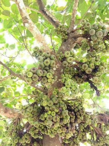 100 seed per pack Ficus racemosa Cluster or Indian Fig Tree Audumbara