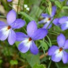 5 seed per pack Viola pedata Bird's or Crow Foot Violet Mountain Pansy