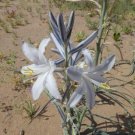 10 seed per pack Hesperocallis undulata Ajo Lily Ajo Silvestre Desert Lily