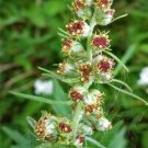 20 seed per pack Artemisia vulgaris Common Mugwort Sailor's Tobacco Felon Herb