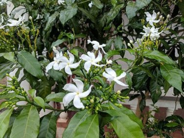 5 seed per pack Tabernaemontana divaricata Crepe Jasmine Pinwheel Flower