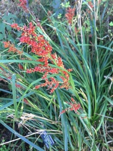 20 seed per pack Carex baccans Crimson- ed Sedge