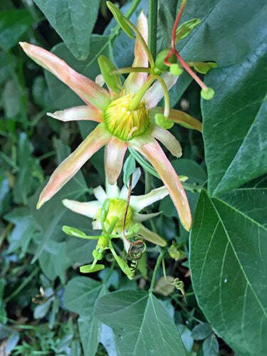 20 seed per pack Passiflora herbertiana