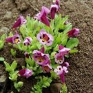 20 seed per pack Diplacus tricolor Monkeyflower