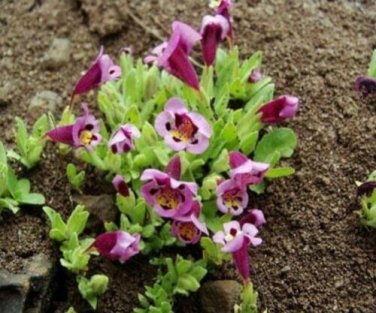 20 seed per pack Diplacus tricolor Monkeyflower