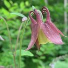 20 seed per pack Aquilegia buergeriana Calimero