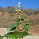 20 seed per pack Buddleja tucumanensis