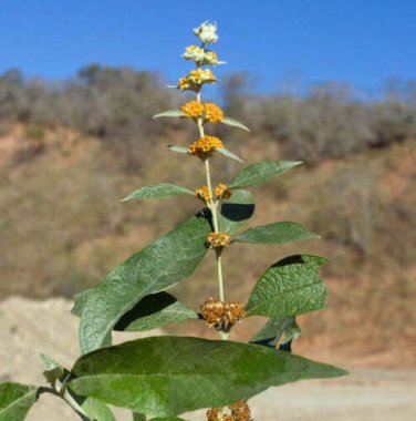 20 seed per pack Buddleja tucumanensis