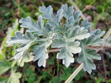 20 seed per pack Artemisia absinthium Grand Wormwood Mugwort