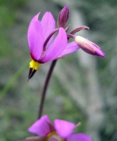 10 seed per pack Dodecatheon cusickii Cusick's shootingstar Shooting Star