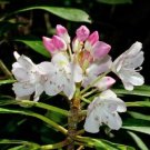 150 seed per pack Rhododendron maximum Rosebay American or Great Laurel