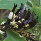 20 seed per pack Kennedia nigricans Black Coral Pea Black Kennedia