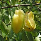 5 seed per pack Averrhoa carambola Star Fruit Carambola Five-Corner