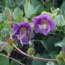 10 seed per pack Cobaea scandens Cup and Saucer Vine