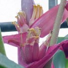 10 seed per pack Musa velutina Pink or Hairy Banana