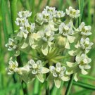 5 seed per pack Asclepias subverticillata Horsetail Milkweed
