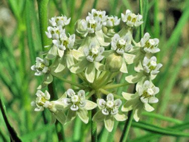 5 seed per pack Asclepias subverticillata Horsetail Milkweed