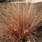 5 seed per pack Carex buchananii Red Rooster Buchanan's Sedge