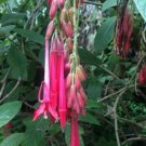 50 seed per pack Fuchsia boliviana Bolivian Fuchsia