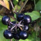 10 seed per pack Solanum scabrum Garden Huckleberry