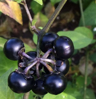 10 seed per pack Solanum scabrum Garden Huckleberry