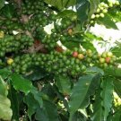 10 seed per pack Coffea arabica 'Caturra' Dwarf Coffee Plant