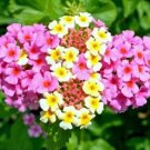 10 seed per pack Lantana camara Ham and Eggs