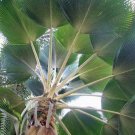 5 seed per pack Pritchardia pacifica Fiji Fan Palm