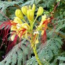 10 seed per pack Caesalpinia gilliesii Desert Bird of Paradise