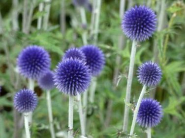 10 seed per pack Echinops ritro Globe Thistle Southern Globethistle
