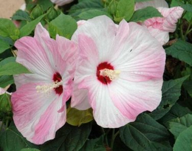 10 seed per pack Hibiscus moscheutos Honeymoon Light Rose