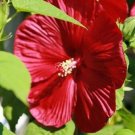 5 seed per pack Hibiscus moscheutos Luna Red Hardy Hibiscus