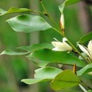5 seed per pack Magnolia macclurei McClure's Magnolia