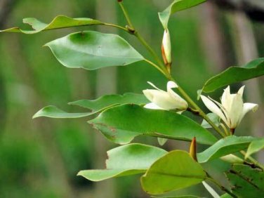 5 seed per pack Magnolia macclurei McClure's Magnolia