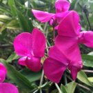10 seed per pack Lathyrus latifolia Everlasting Pea Perennial Sweet Pea