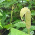 10 seed per pack Arisaema tortuosum Whipcord Cobra Lily