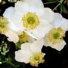 20 seed per pack Carpenteria californica Bush or California Anemone