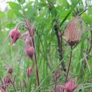10 seed per pack Geum triflorum Prairie Smoke Grandpa's Whiskers