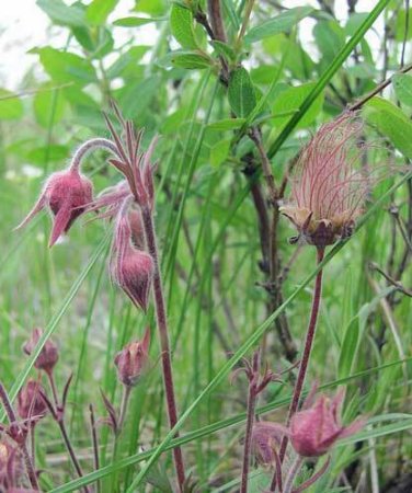 10 seed per pack Geum triflorum Prairie Smoke Grandpa's Whiskers