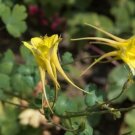 10 seed per pack Aquilegia chrysantha Canary or Golden Columbine