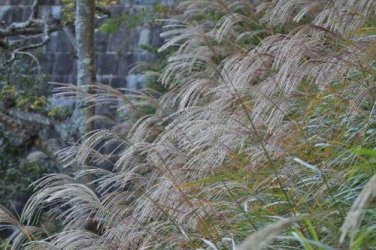 50 seed per pack Miscanthus sinensis Chinese Silver Grass Maiden Silvergrass