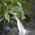 5 seed per pack Brugmansia suaveolens arborea Angel Trumpet