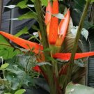 5 seed per pack Musa aurantiaca Dwarf Orange Banana