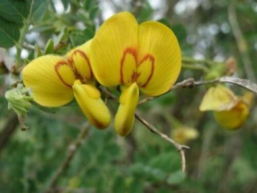 200 seed per pack Colutea arborescens Bladder Senna Leguminosae