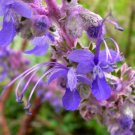 30 seed per pack Trichostema lanatum Wooly Bluecurls Romero