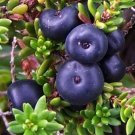 30 seed per pack Empetrum nigrum Crowberry Black Crowberry