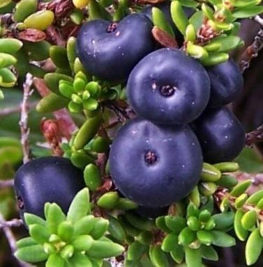 30 seed per pack Empetrum nigrum Crowberry Black Crowberry