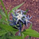 30 seed per pack Amsonia illustris Showy Blue Star