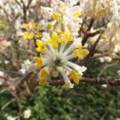 100 seed per pack Edgeworthia chrysantha Paperbush Plant Oriental Paperbush