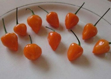 10 seed per pack Capsicum baccatum Malawi Piquante Pepper Peppadew
